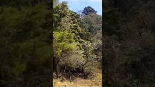 Panchi Sur Mein Gate Hain song  Nainital Bhimtal nature hills  Aravali 🌍🌲🌲 [upl. by Yenor788]