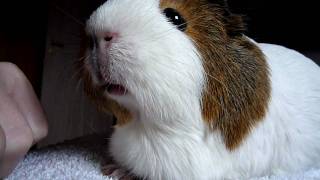 Guinea Pig with big eyes HD [upl. by Prue]