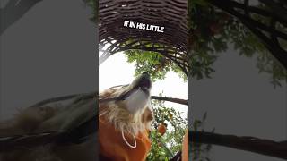 This dog picks oranges outside for his owner ❤️ [upl. by Smaoht]