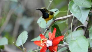 Adult male Olivebacked sunbird [upl. by Cilegna]