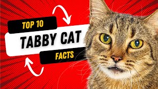 Tabby Cats 101 Top 10 Facts About Tabby Cats [upl. by Paryavi]