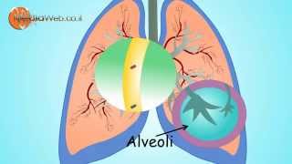 RESPIRATORY System for Kids Breathing By MediaWebcoil [upl. by Metzger]