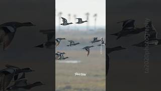 The American wigeonducks wigeon flying wildlife [upl. by Lielos376]