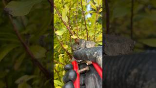 Pruning a Strawberry Tree with Sharp Shears ✂️🌳 asmr garden pruning cuttingskills asmrsounds [upl. by Iru]