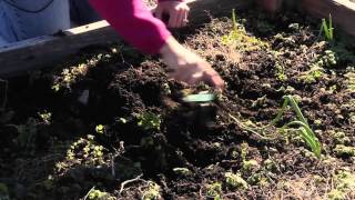 Use of a Garden Hand Cultivator  Great Gardening Advice [upl. by Enyahs899]