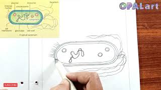 9th FB Biology Diagram 03A Typical Bacterium [upl. by Aldin]