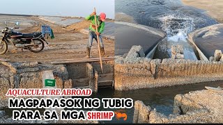 MAGPAPASOK NG TUBIG PARA SA MGA SHRIMP l AQUACULTURE ABROAD shrimp saudiarabia [upl. by Enenej]