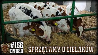 156 Bydło opasowe  Na farmie życie gnojem się toczy Sprzątamy u cielaków [upl. by Halika726]