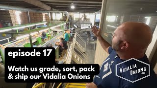 Episode 17 Vidalia Onion packing shed Watch us grade sort pack amp ship [upl. by Silloc]