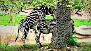 ZEBRA MATING A phenomenon thats going viral on YouTube [upl. by Fredel]