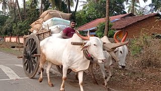 Bullock Cart  Village lifestyle  Bullock Cart Ride  Nature Videography [upl. by Kirat345]