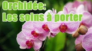 Quels soins apporter à une orchidée [upl. by Falo3]