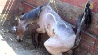 Amaryllis Farm  Horse Slaughter Lies Exposed PART 12 [upl. by Azilem]