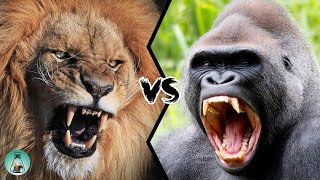 LION VS GORILLA  Who would win this fight [upl. by Chilton]