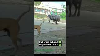 Wait for end🤣😅 funny memes dog baffalo [upl. by Leeann474]