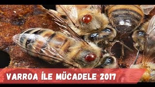 Bölüm15 Varroa ile mücadele 2017 [upl. by Aniled991]