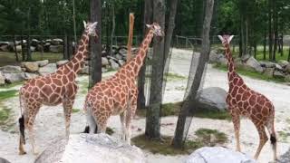 Renticulated Giraffes feeding eating at Southwicks Zoo Mendon Massachusetts [upl. by Yerbua]