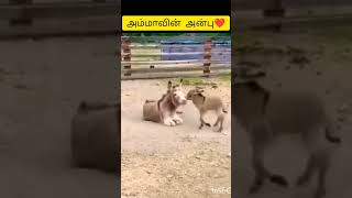 அம்மாவின் அன்பு💞donkey mother baby beautiful love short shorts shortfeed [upl. by Aicilic]