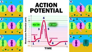 THE ACTION POTENTIAL [upl. by Richardo]