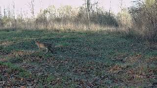 Bobcat Passes By Trail Cam in Daylight  Ontario Canada [upl. by Lashonda]