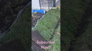 Best time to lay sod down quotGrassquot [upl. by Ayekim]