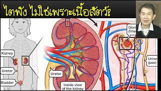 ไตพังเพราะหมอ ไม่ใช่เกลือ เนื้อสัตว์ ไขมัน คีโต จริงหรือ ep24 [upl. by Leinnad]