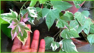 Ipomoea Batatas Caring Tips  Tricolor Sweet Potato Vine  Urdu Hindi [upl. by Assilam367]