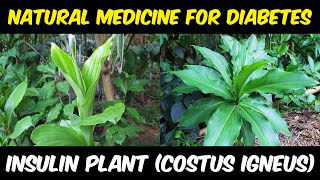 Insulin Plant Costus igneus  Best Natural Medicine For Diabetes [upl. by Gnirps]