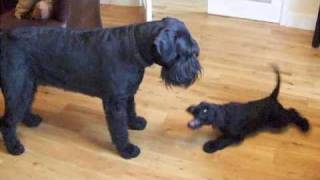 My New Giant Schnauzer Puppy Plays With Arnie [upl. by Ellac]