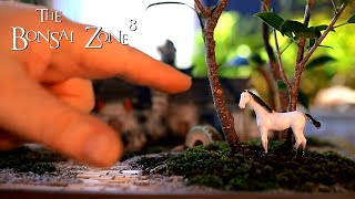 My Orange Bonsai and Casting Cement Part 1 The Bonsai Zone Feb 2021 [upl. by Grider]