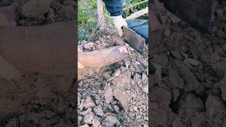 agritools farmer life tonglufeng agriculture agritool youtubeshorts viral [upl. by Adala842]