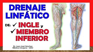 🥇 DRENAJE LINFÁTICO DE INGLE y MIEMBRO INFERIOR ¡Explicación Sencilla [upl. by Laehcym]