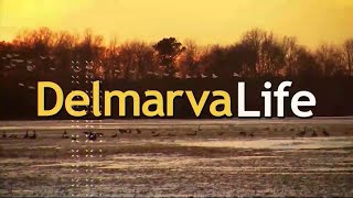 WBOC  Delmarva Life  342024 [upl. by Eiffe]