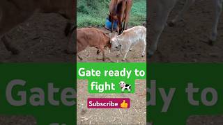 Gate ready to fight 🐄😄little cow fighting shorts ytshorts youtubeshorts viralvideo shortvideo [upl. by Nacnud539]