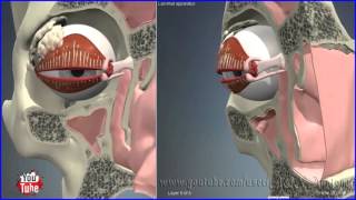 Nasolacrimal Lacrimal Duct  System  3D Human Anatomy  Organs [upl. by Beitch]