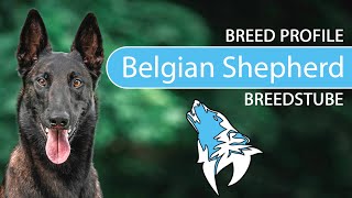 ► Belgian Shepherd amp Malinois Breed Profile 2022 Temperament amp Personality [upl. by Victory203]