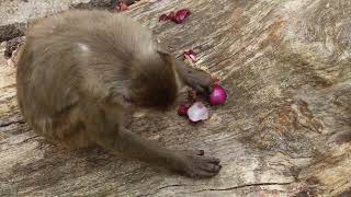 Pranzo a base di cipolla per i macachi del Giappone [upl. by Joyce]