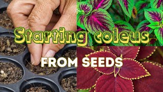 How To Grow Coleus From Seed Indoors Easy Stepbystep Guide 🍃🌼 Sowing Coleus Seeds [upl. by Bev]