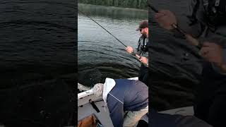 GIANT FISH HITS TOPWATER  Huge Musky Hits Boatside short musky [upl. by Elkcim]