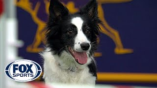 Watch FameUS win the 2018 Masters Agility Championship  FOX SPORTS [upl. by Susanna]