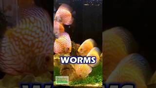 GROW Your Own WHITE WORMS Discus Love Them [upl. by Abeu236]