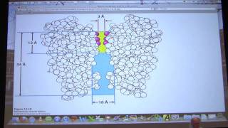 32 Biochemistry Nerve TransmissionMitochondria Lecture for Kevin Aherns BB 451551 [upl. by Eillac]