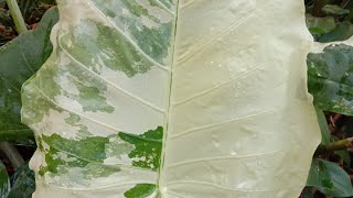 Alocasia Macrorrhiza Giant Taro amp Alocasia Macrorrhiza Variegata Their Difference is their Color [upl. by Atirabrab]