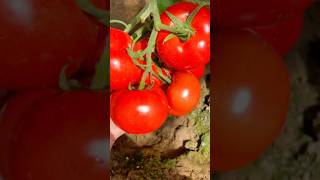 How to Water Tomatoes Properly  garden gardening gardentips growthmindset [upl. by Lund]