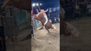 KIKE DE ACUITZIO VS TORO EL GRANO DE ORO🤠💯 jaripeo shorts [upl. by Ramso]