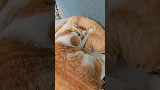 You are not a kitten anymore 🙈 fypシ nanoos viral shorts2024 youtubeshorts pets malecats cats [upl. by Turley376]