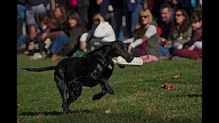 Waterfowl Festival 2024 [upl. by Ahael]