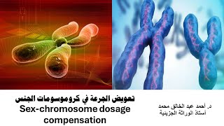 تعويض جرعة كروموسوفات الجنس Sexchromosome dosage compensation [upl. by Odrick426]