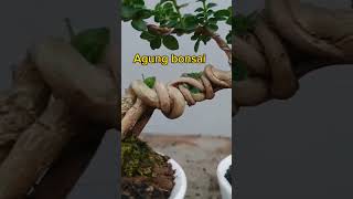 Bonsai Shito Sancang Split trunk [upl. by Anaujait]