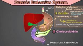 Control of the GI Tract The roles of Gastrin CCK Secretin Motilin and Gastric Inhibitory Peptide [upl. by Sutelc]